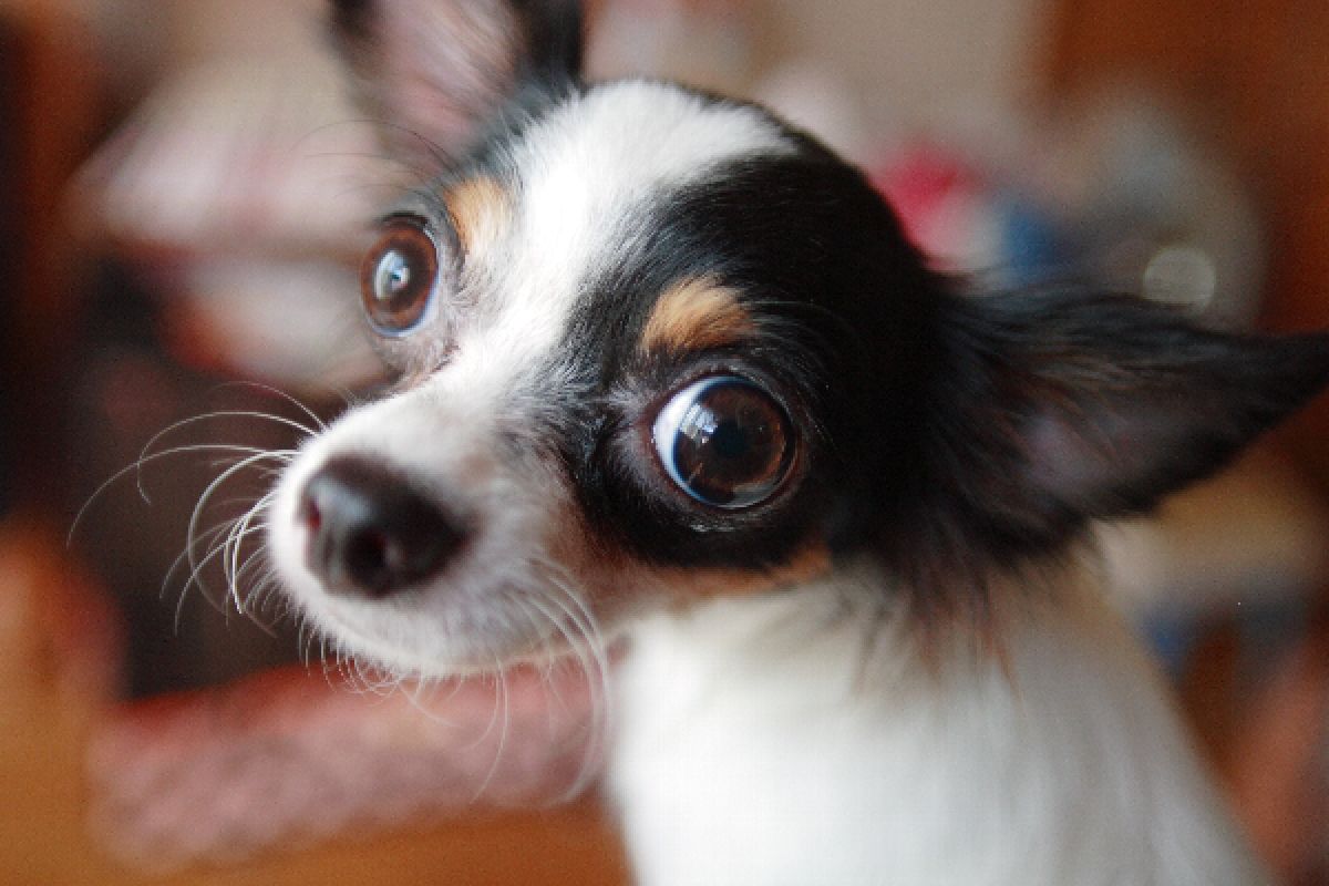 どんぐりまなこー 動物 犬 Ganref