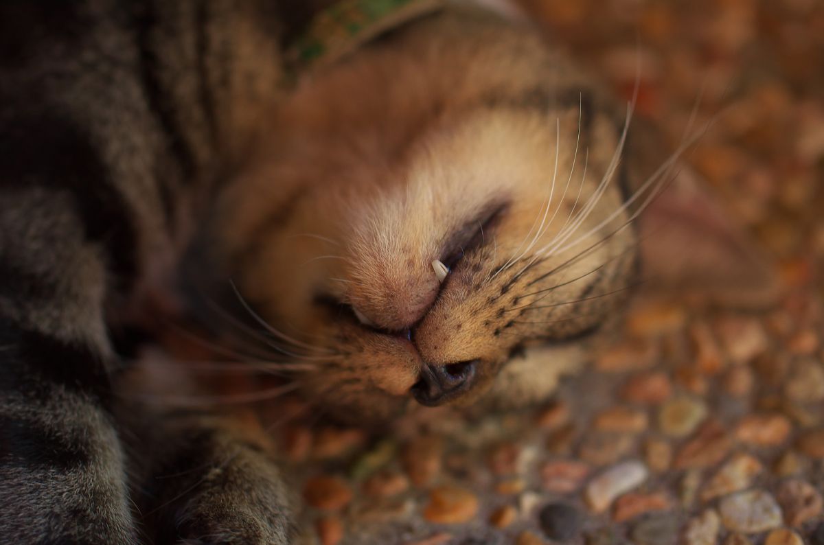 やえば  動物 ＞ 猫  GANREF