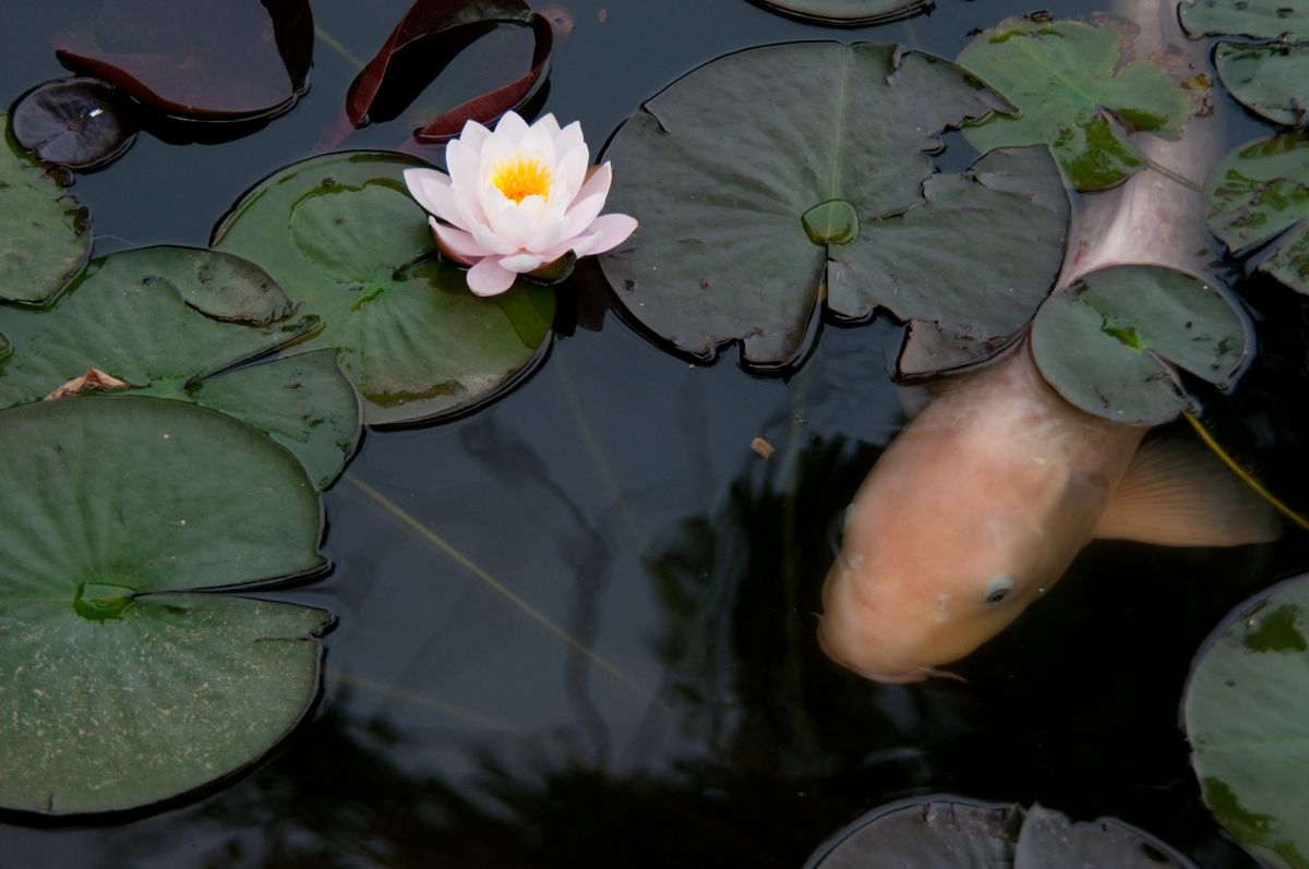 蓮と鯉 動物 魚類 Ganref