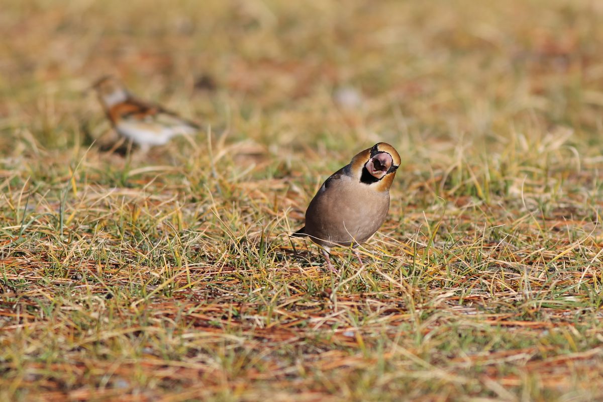 コラッ 動物 鳥類 Ganref