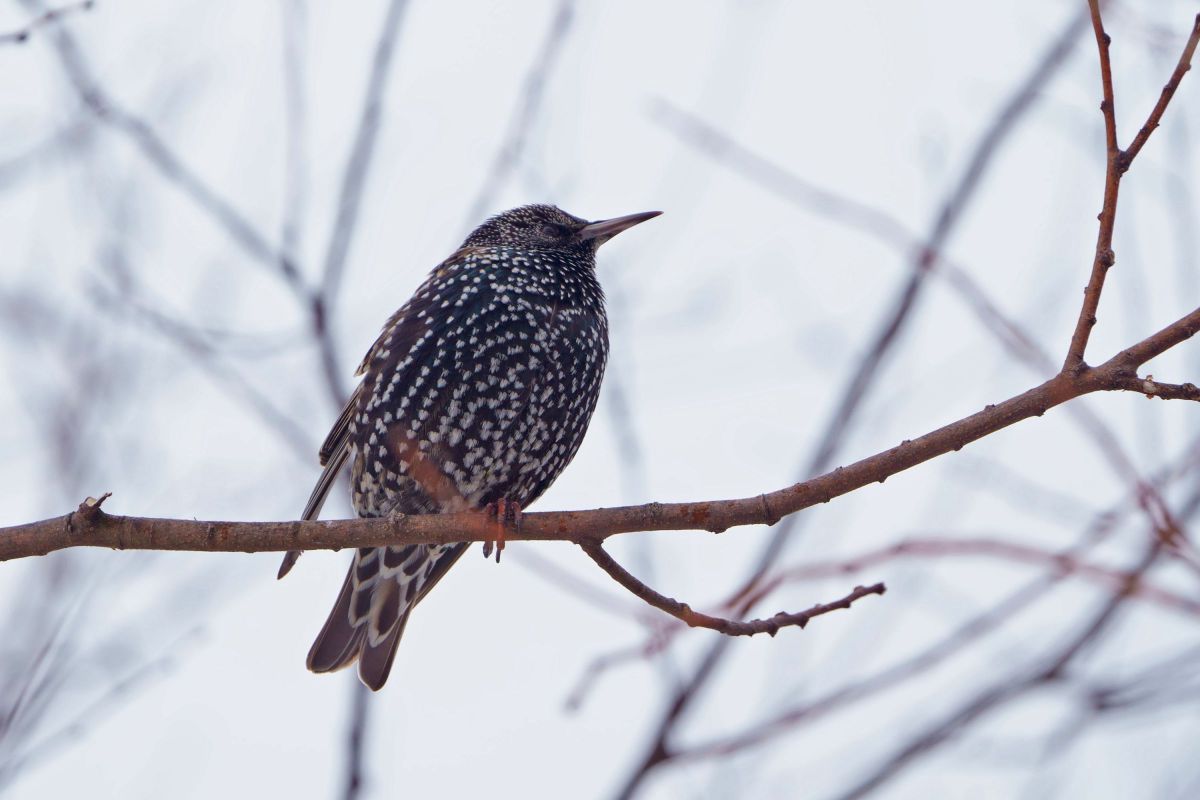 星の王子様 GANREF