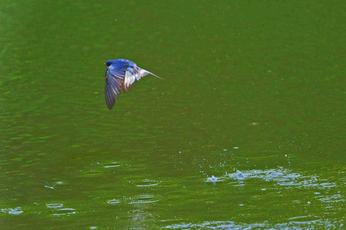 チャポーン GANREF