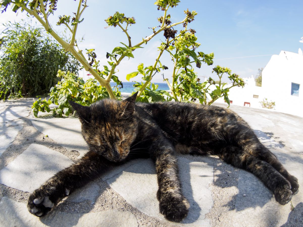 ぐでー 動物 猫 Ganref