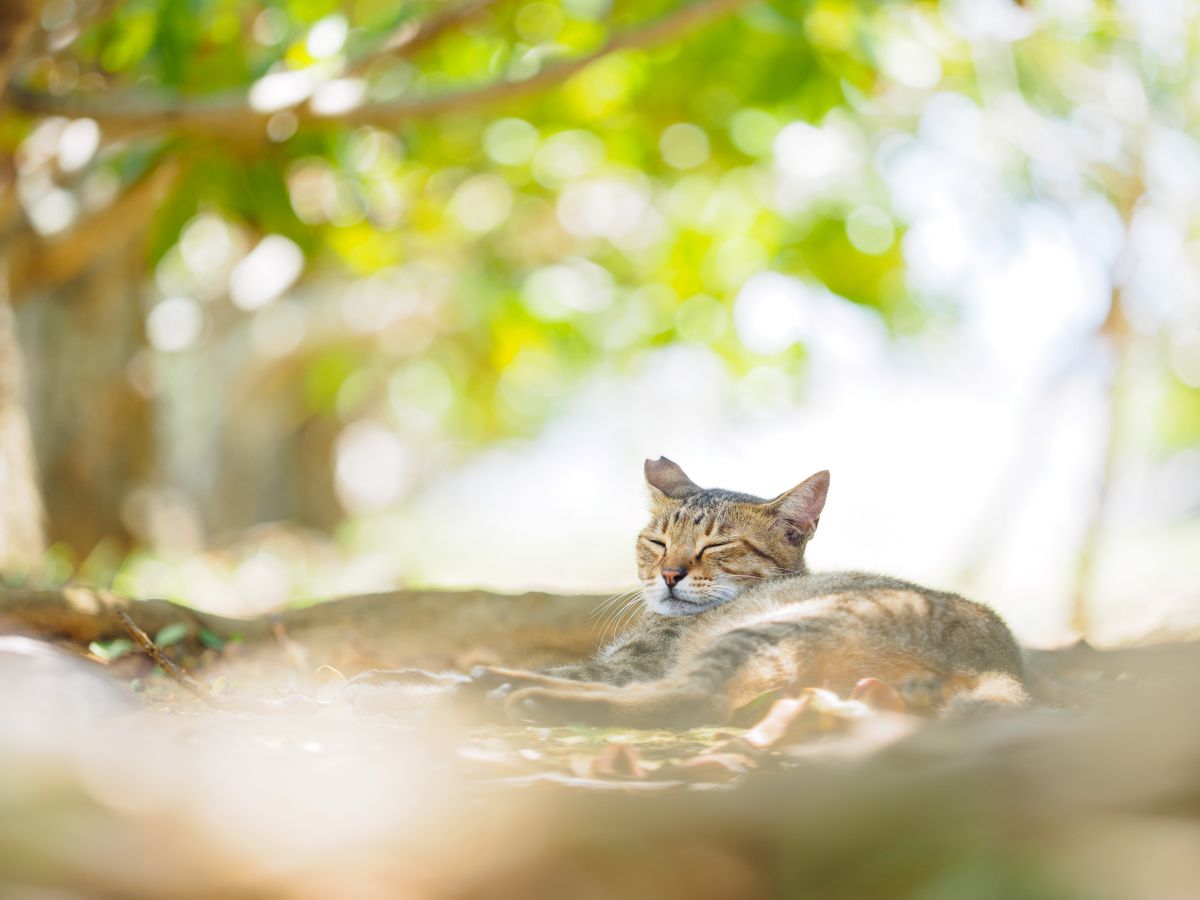 ここは気持ちいですにゃ 動物 猫 Ganref