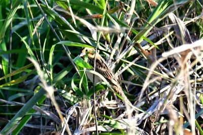 爺の野鳥探索さんのポートフォリオ Ganref