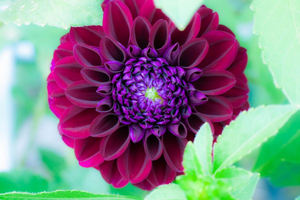 ダリア 2 | GANREF