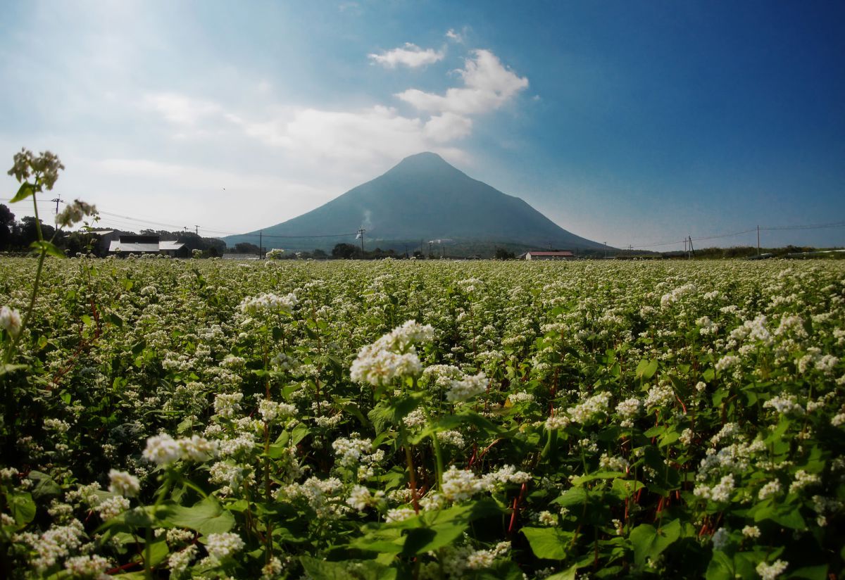 開聞岳に蕎麦花を添えて 自然 風景 山 Ganref