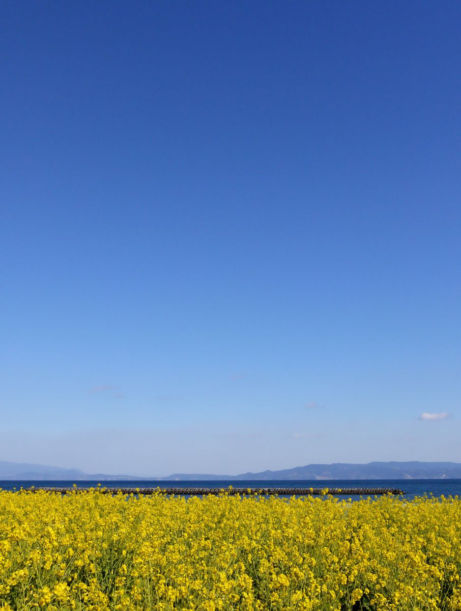 菜の花と海と空と 自然 風景 空 雲 Ganref