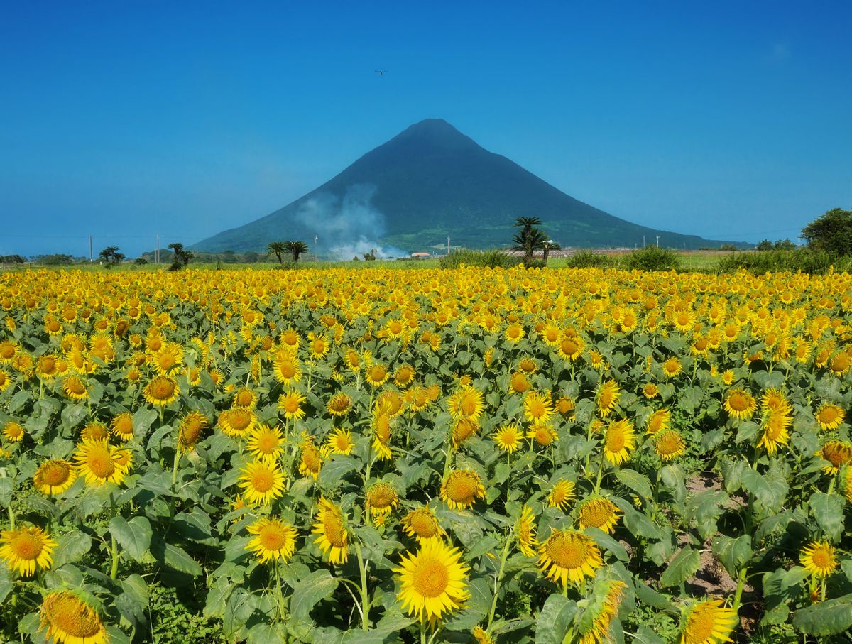 開聞岳に向日葵を添えて 植物 花 花びら Ganref