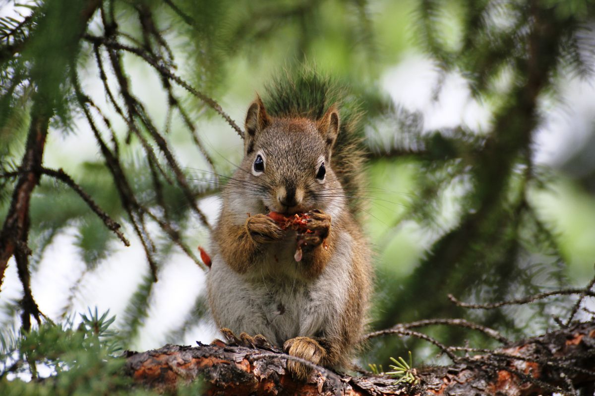 木の実をかじる野生のリス 動物 小動物 Ganref