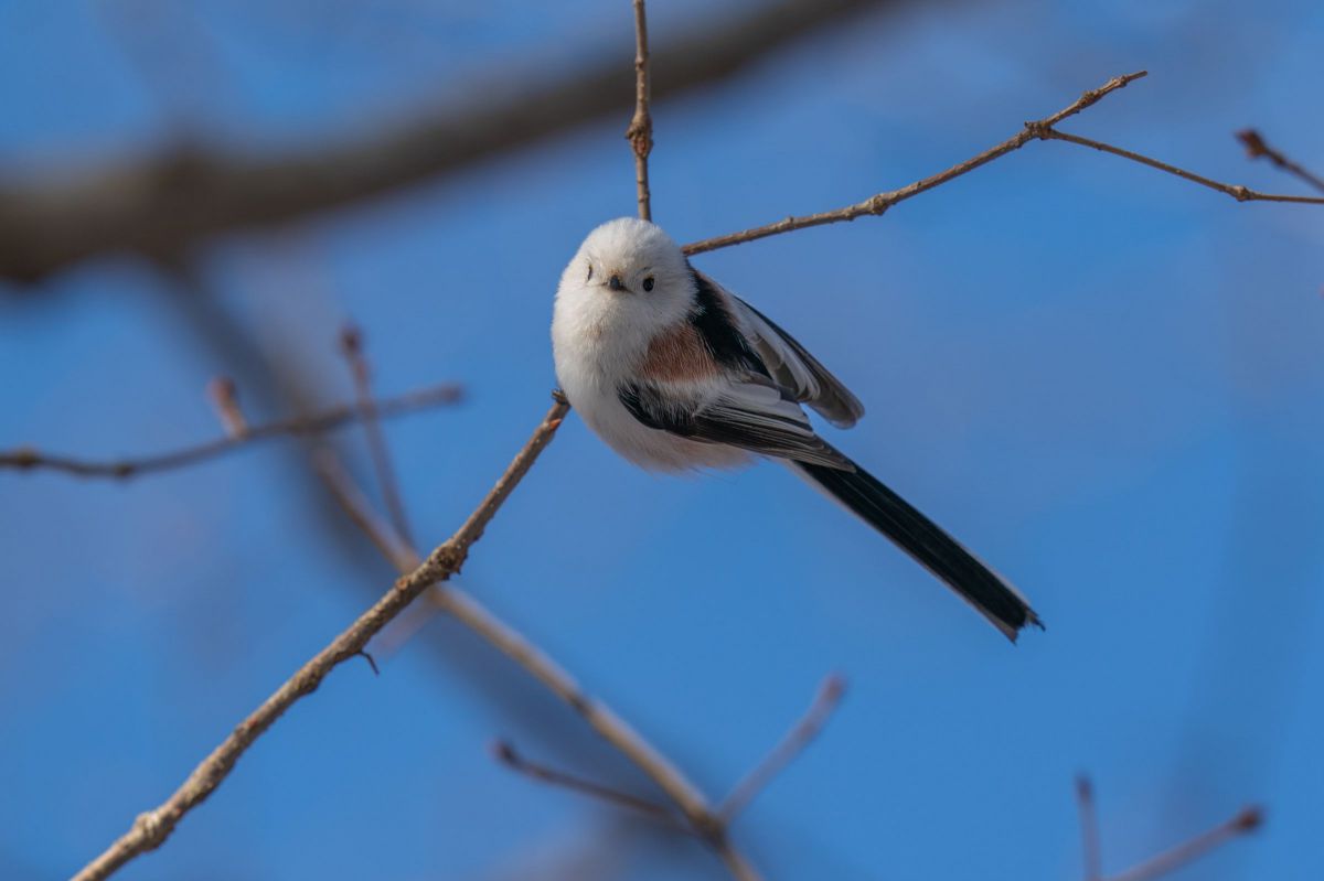 MDAwMDA2MDM5OA_MC42NzQwNzcwMCA