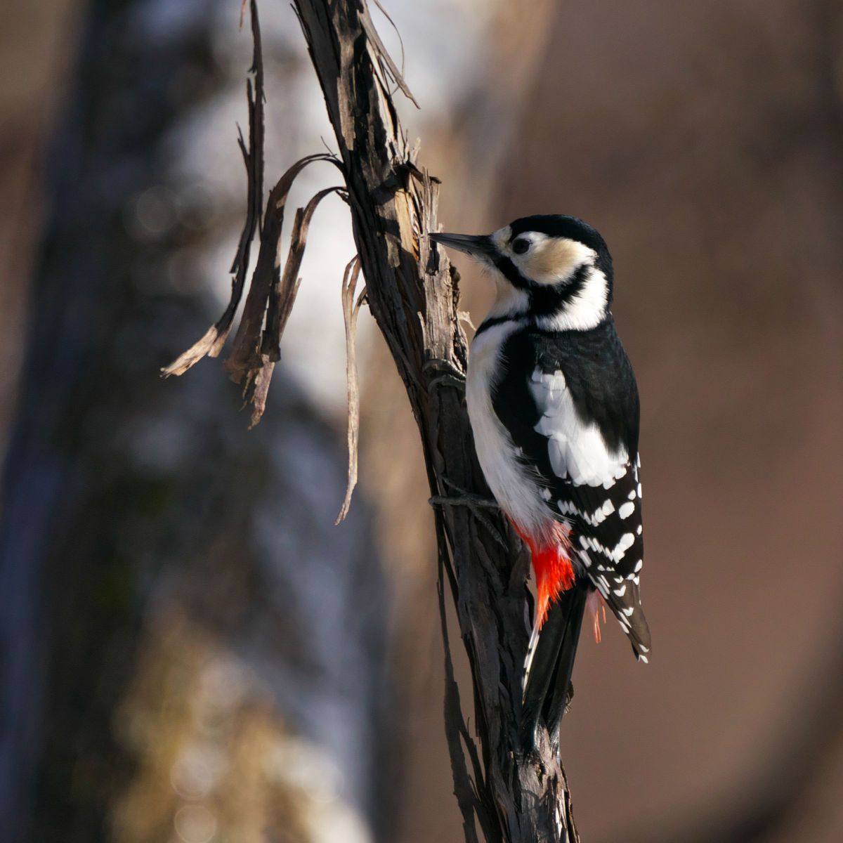 MDAwMDA2MDM5OA_MC4wODI0MjEwMCA