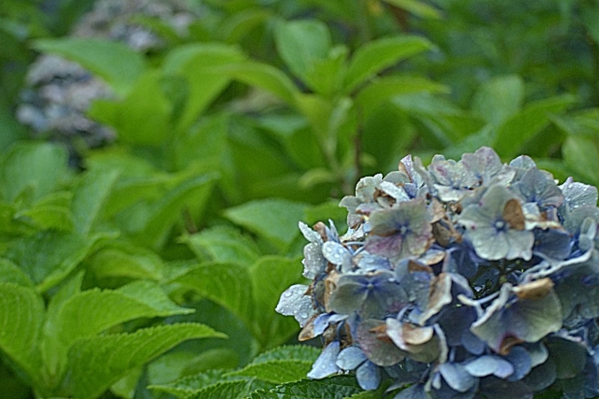 rainy blue | GANREF