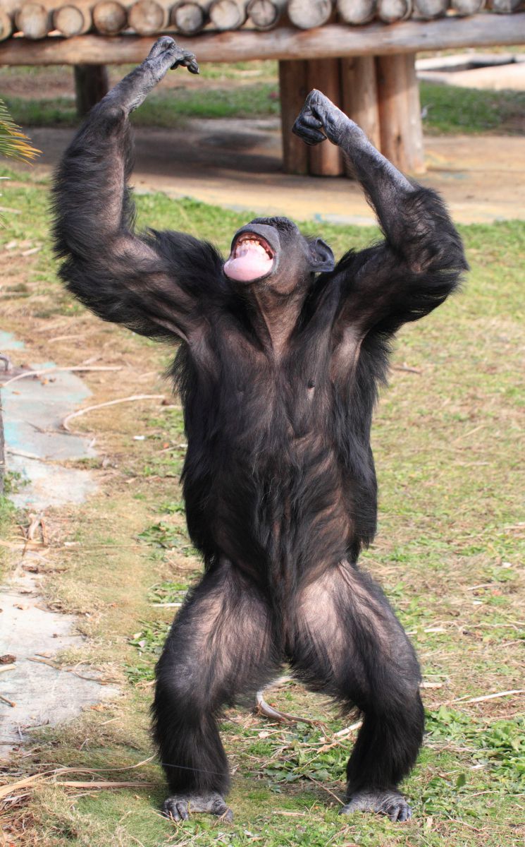 よっしゃ 動物 その他の陸の生物 Ganref