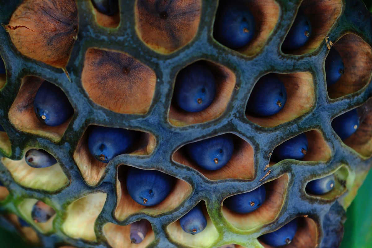 Blue Seed | GANREF
