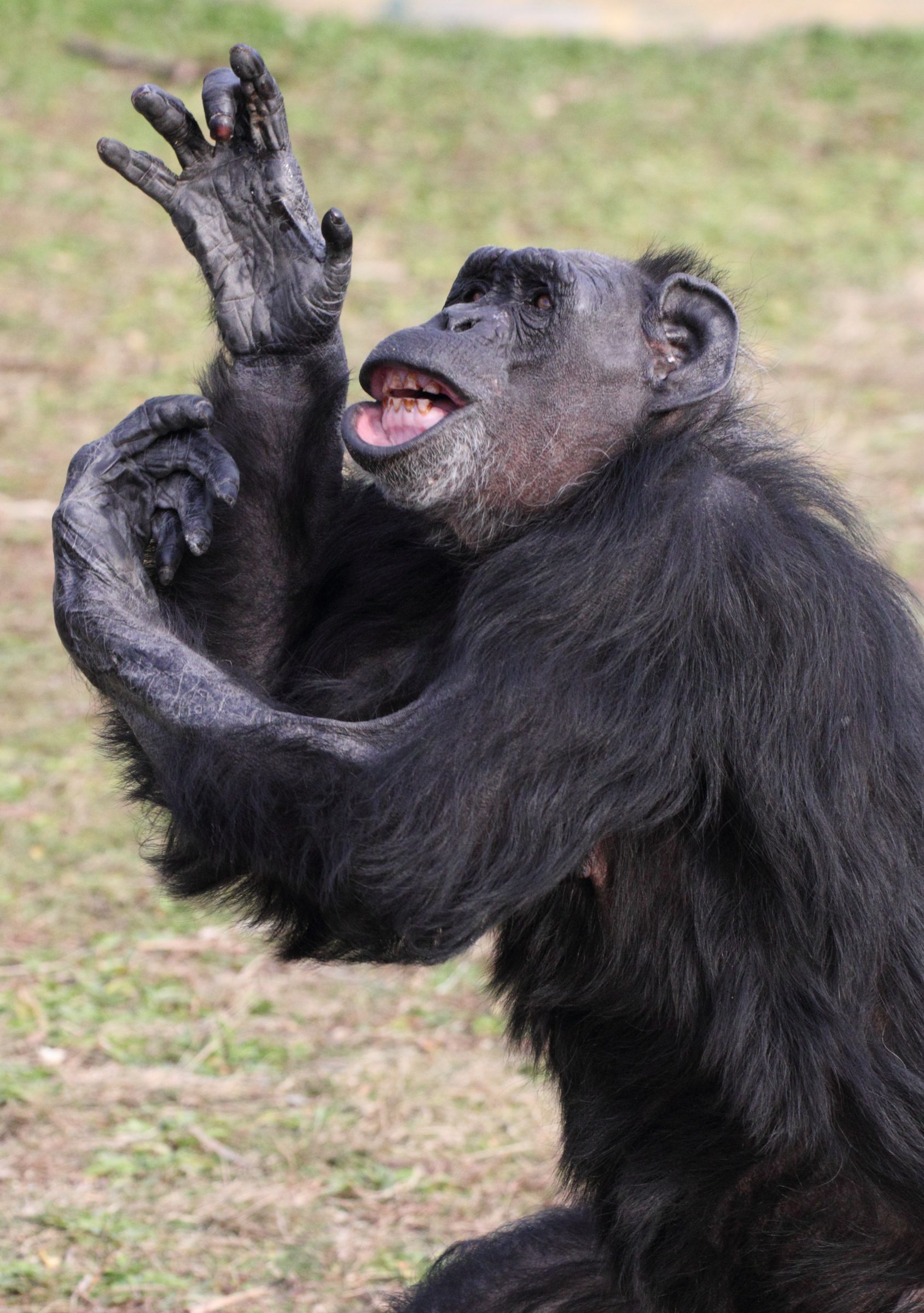 ☆チンパンジー☆デッサン☆ 熟考」、DavidDancey-Woodによるチンパンジー