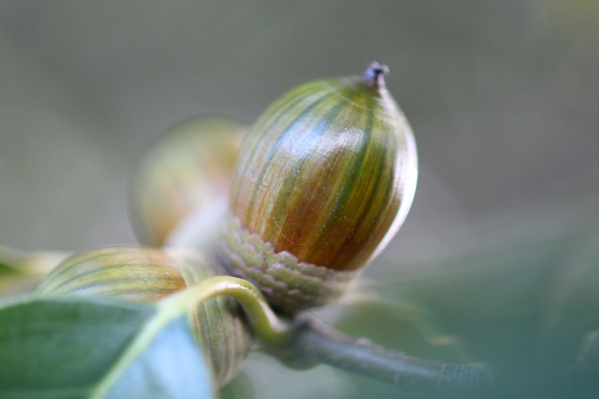 しましまどんぐり 植物 実 果実 Ganref
