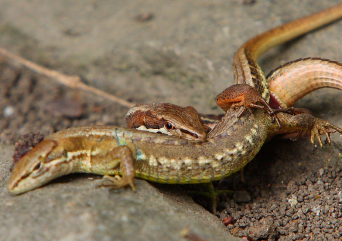 カナヘビ 結婚 動物 爬虫類 両生類 Ganref
