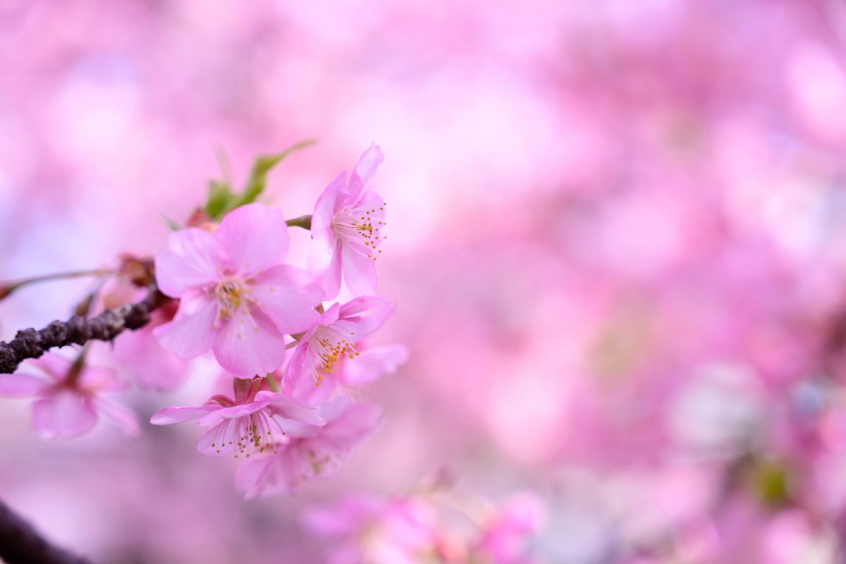 ニコン Z7 レビュー 14 ロケハンで河津桜を楽しんでみる | GANREF