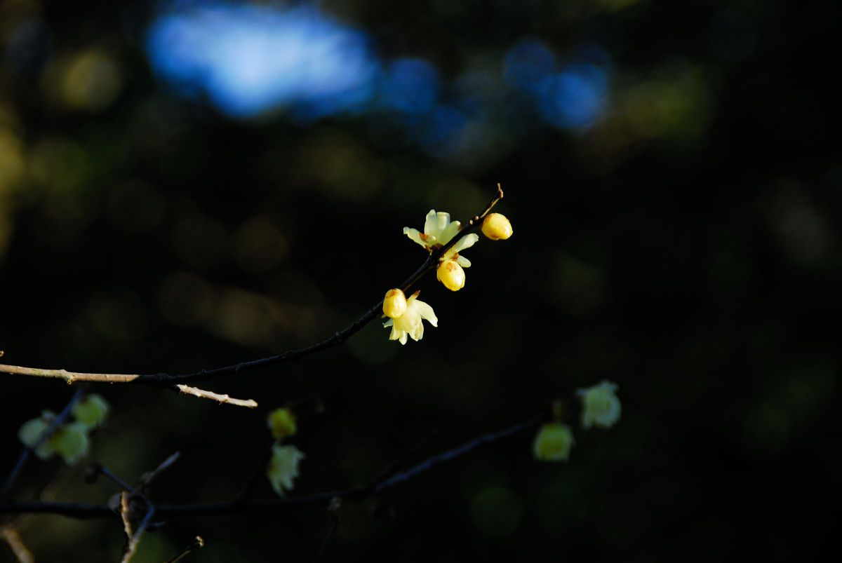 ゆかしさ 植物 花 花びら Ganref