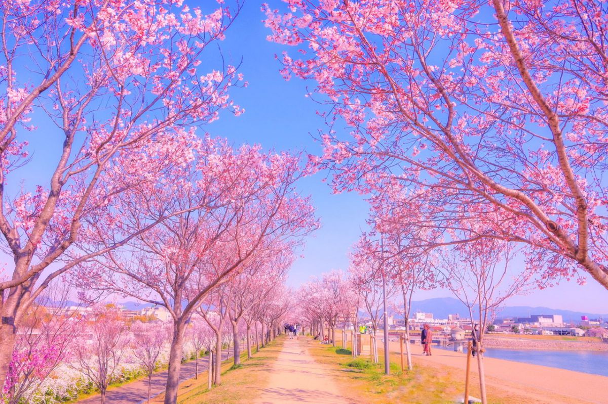 桜のトンネル春景色 植物 桜 Ganref