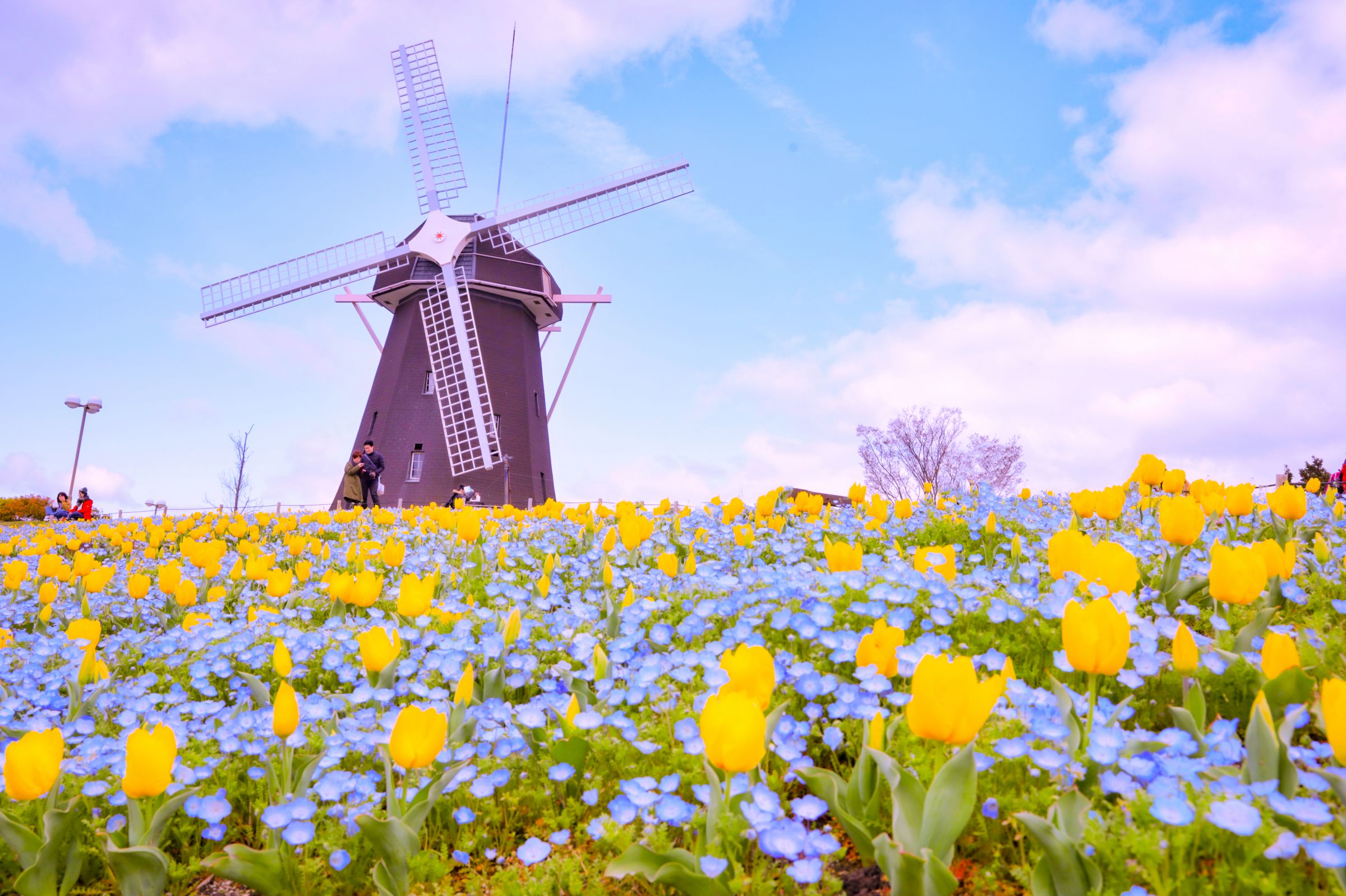 ネモフィラとチューリップの春景色🌷 | GANREF