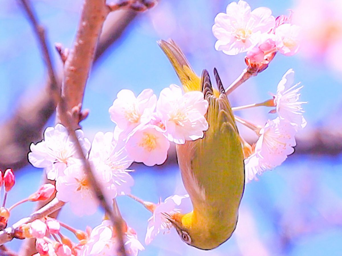 桜とメジロの春景色 植物 桜 Ganref