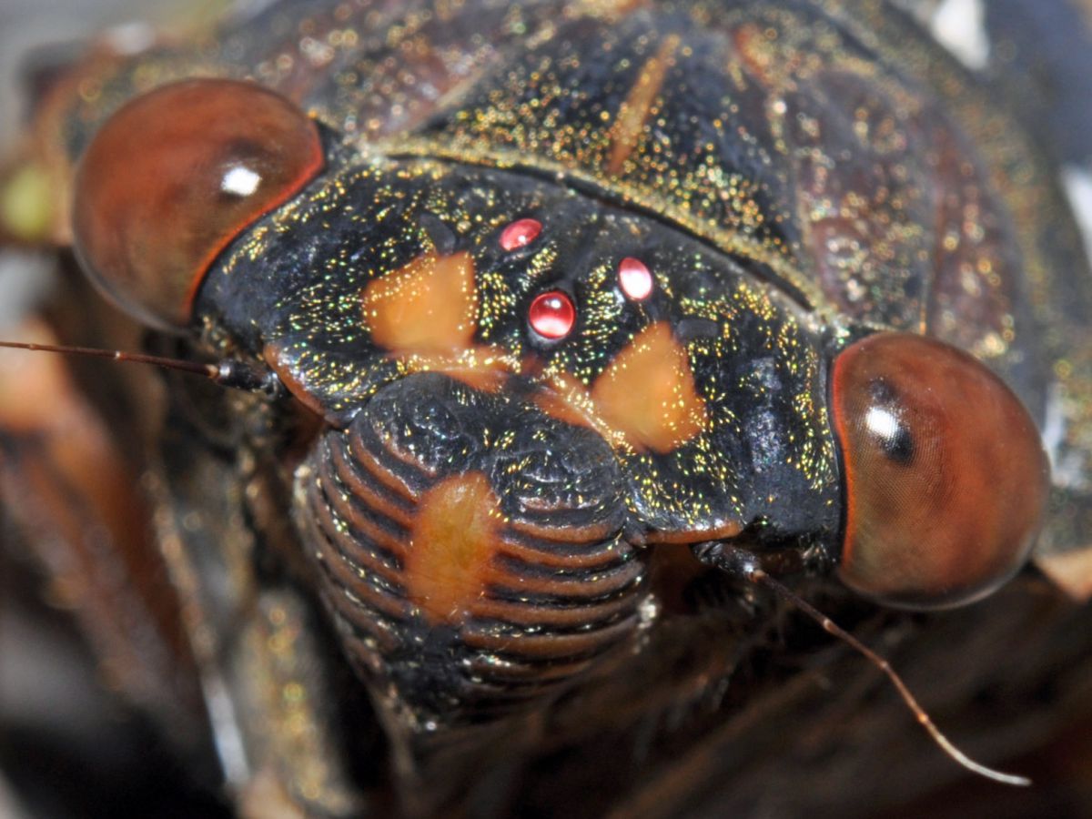 アブラゼミ２ 動物 虫 昆虫 Ganref