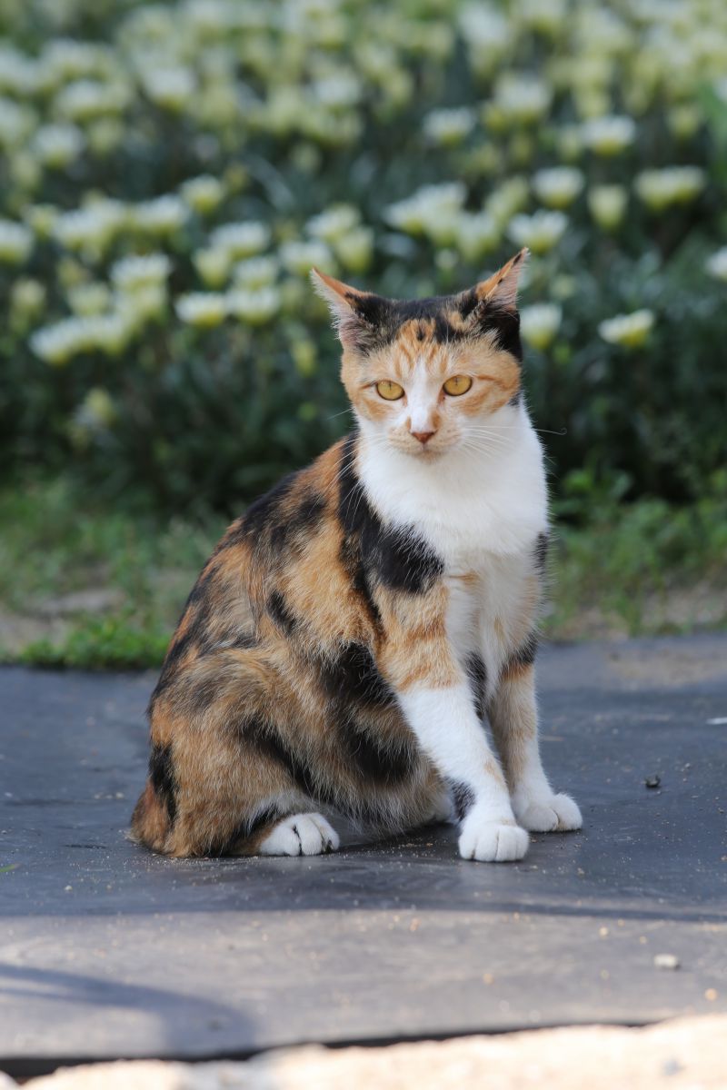 美人猫 動物 猫 Ganref