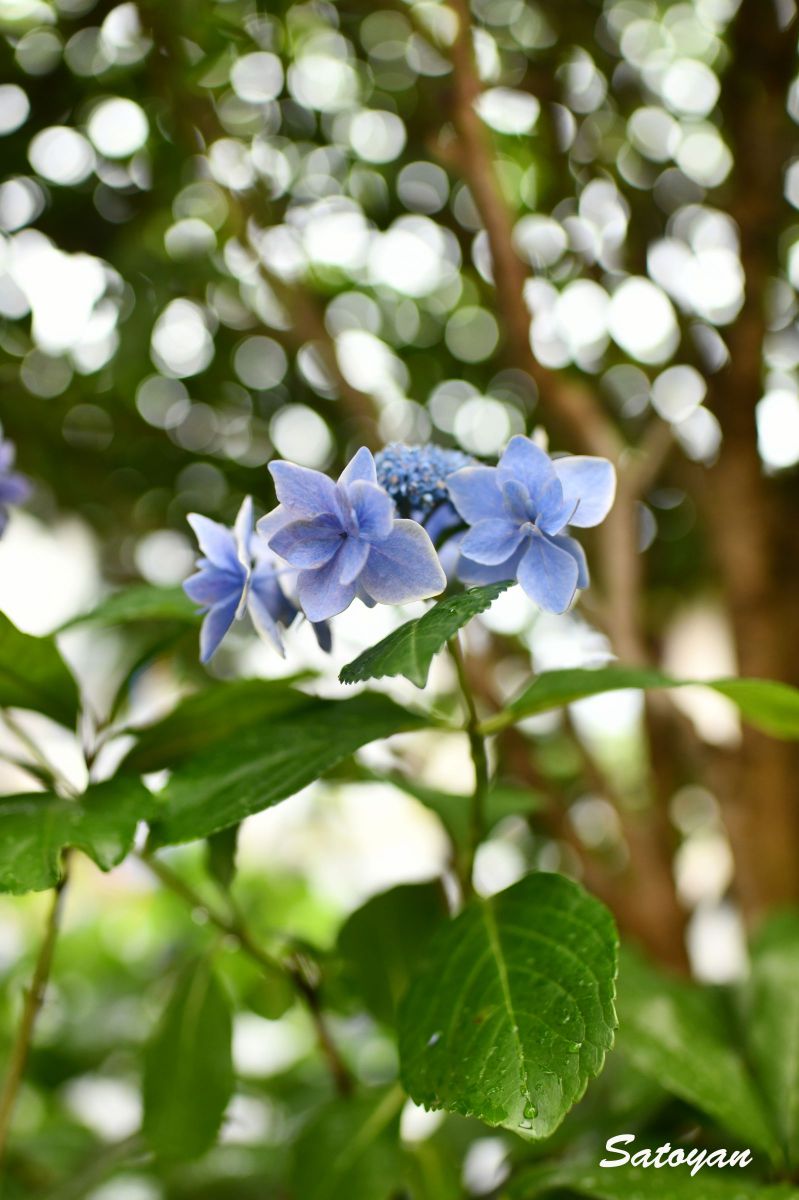 Ai AF Nikkor 28mm F1.4Dで撮影された写真 | 写真検索 | GANREF