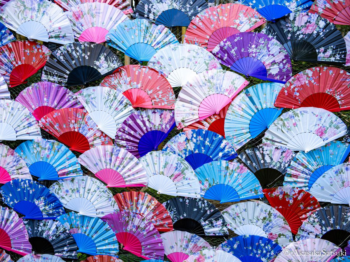 sugawaraさん専用　小品皐月　日光　11.27撮 sugawaraさん専用 小品皐月 日光 11.27撮 小品皐月 日光 11.27撮