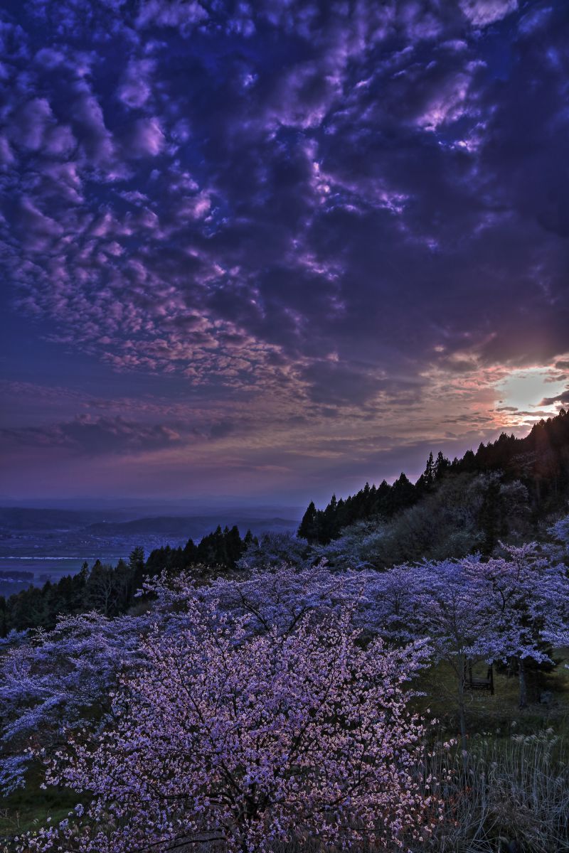 桜雲 自然 風景 空 雲 Ganref