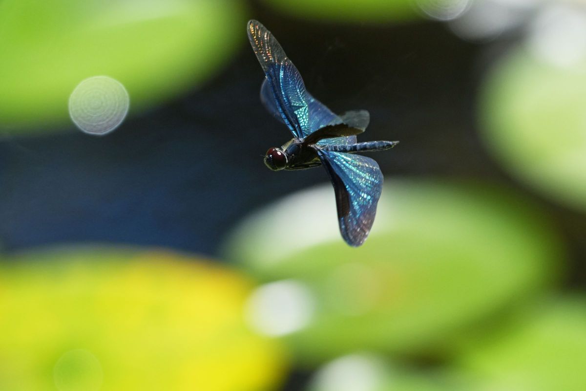 FE 70-200mm F4 Macro G OSS IIで撮影された写真 | 写真検索 | GANREF