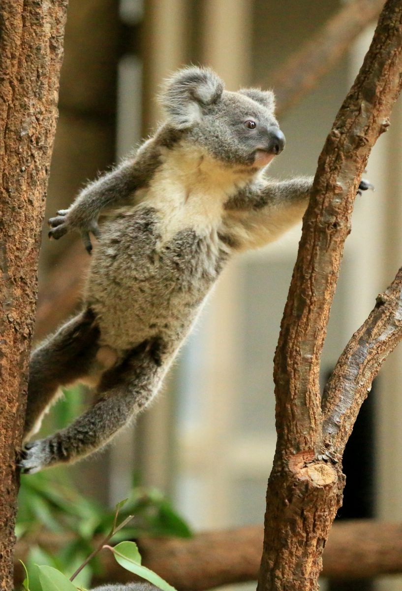 コアラ ジャンプ 動物 その他の陸の生物 Ganref