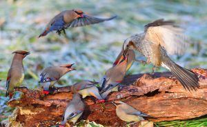 本日の白い鳥(20180224） | GANREF
