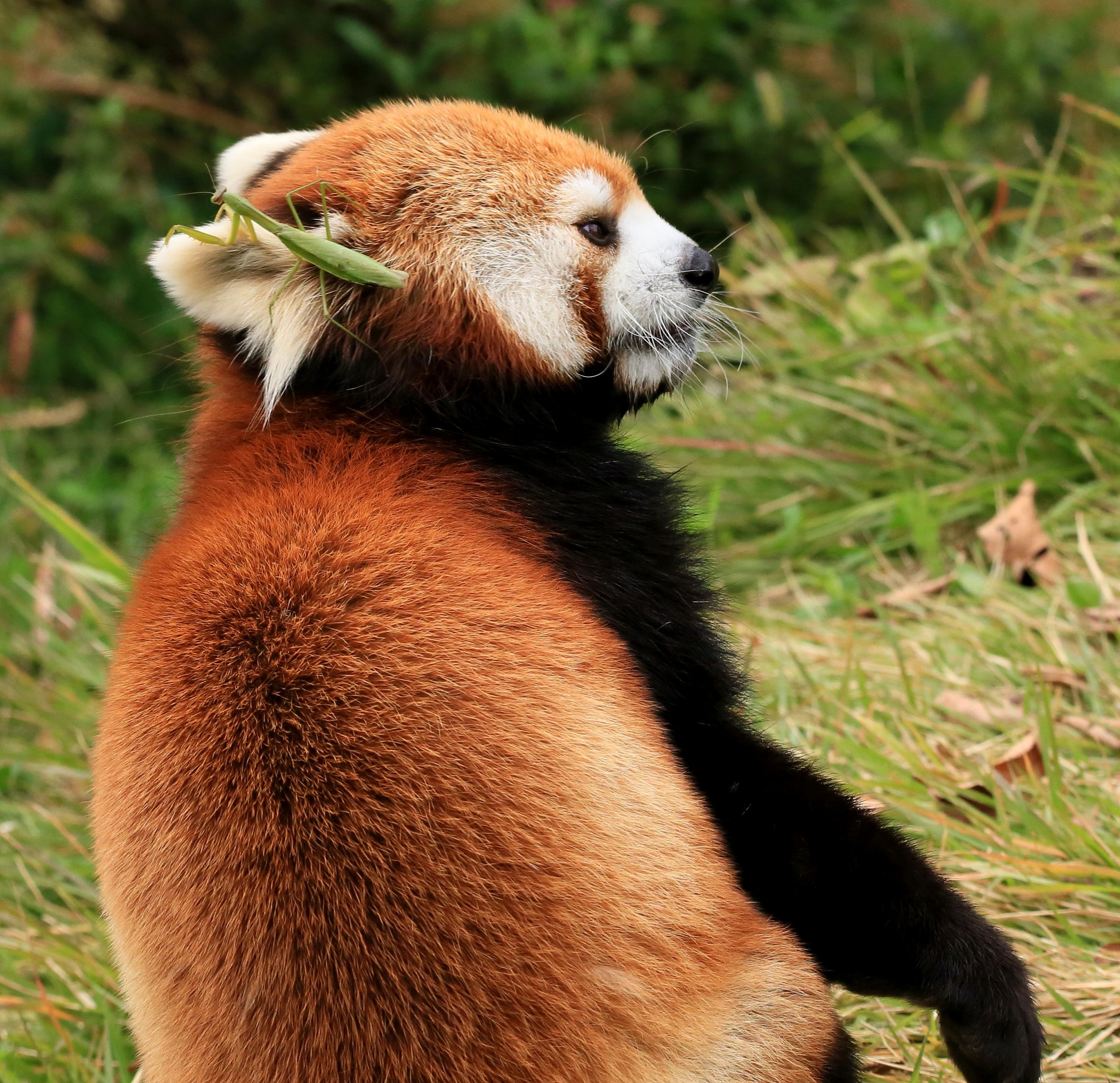 レッサーパンダ CUTE キュート販売 ぬいぐるみ くたくたレッサーパンダ SS Z0325