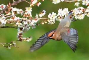 本日の白い鳥(20180224） | GANREF