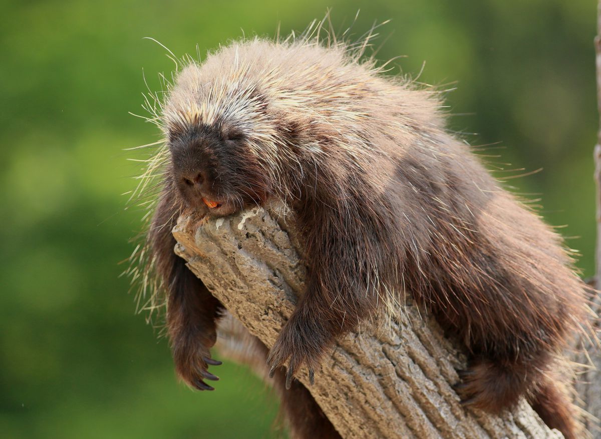 疲れました 動物 小動物 Ganref