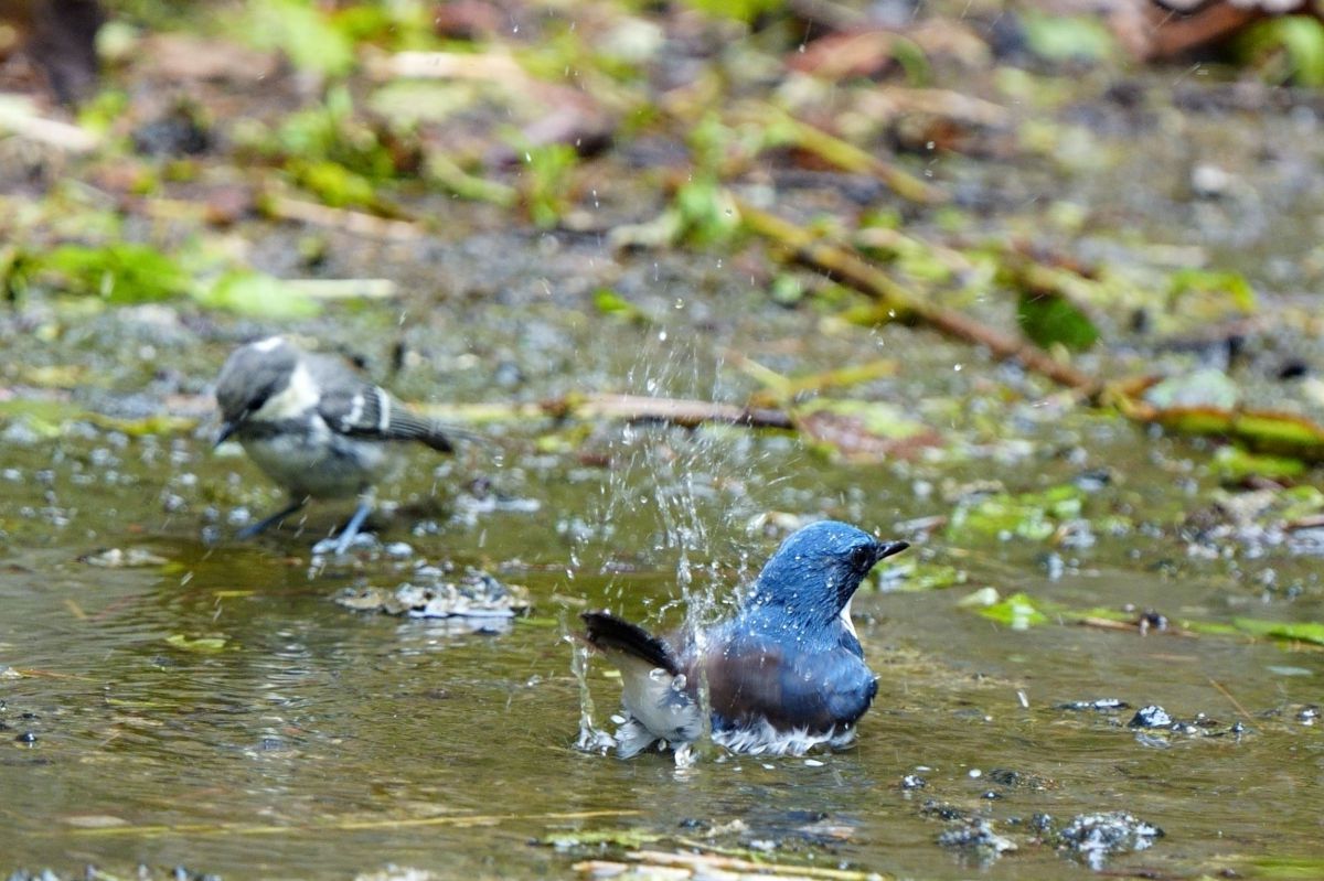 キレイ・キレイ GANREF