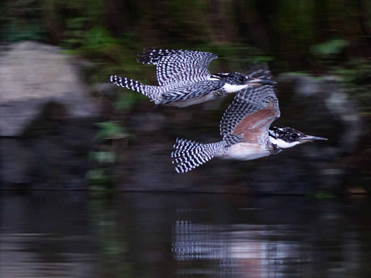 ランデブー GANREF