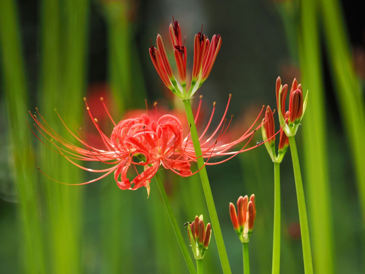 MDAwMDA2NzU0NQ_MC45MjA5MzQwMCA