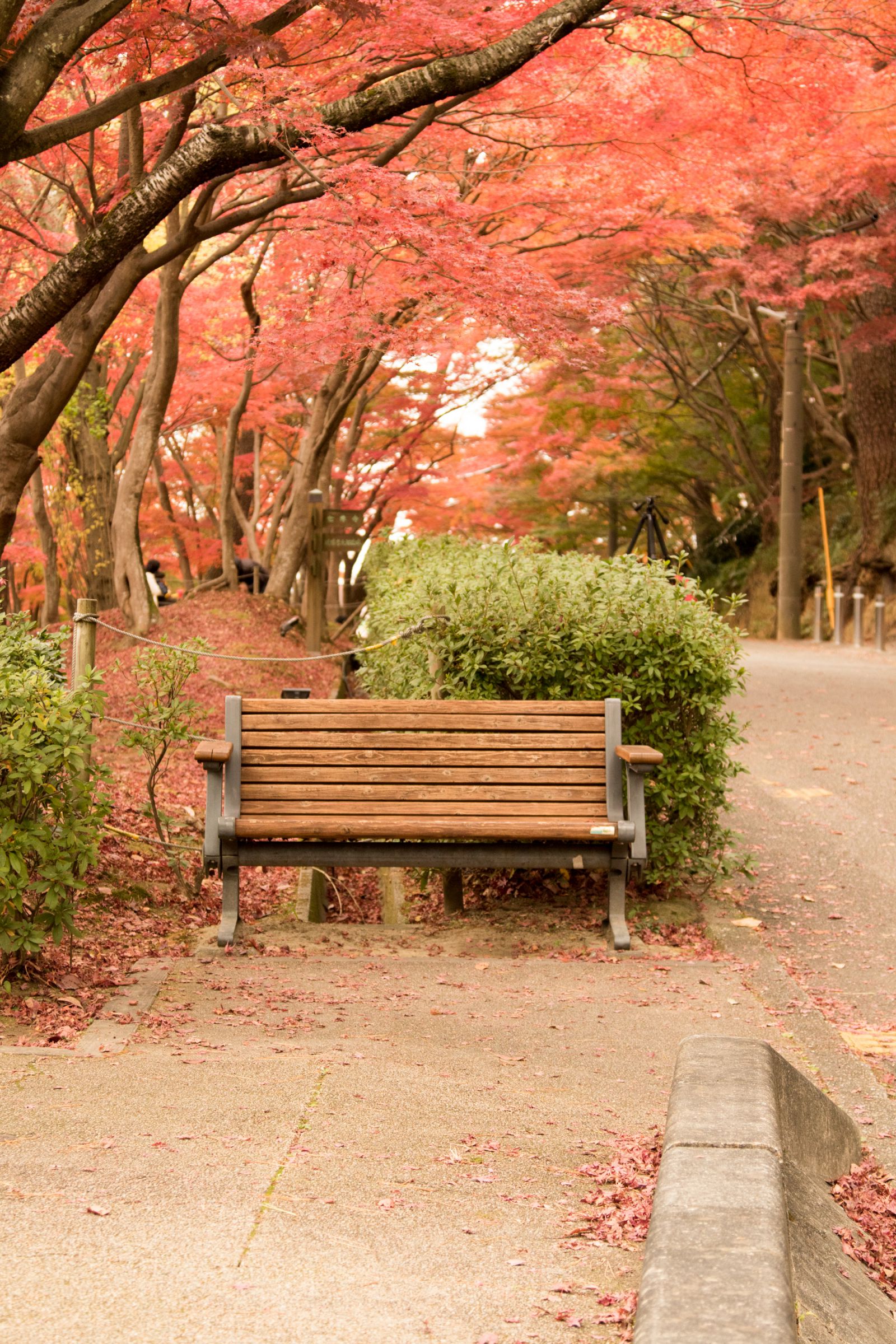秋の公園ベンチ | GANREF