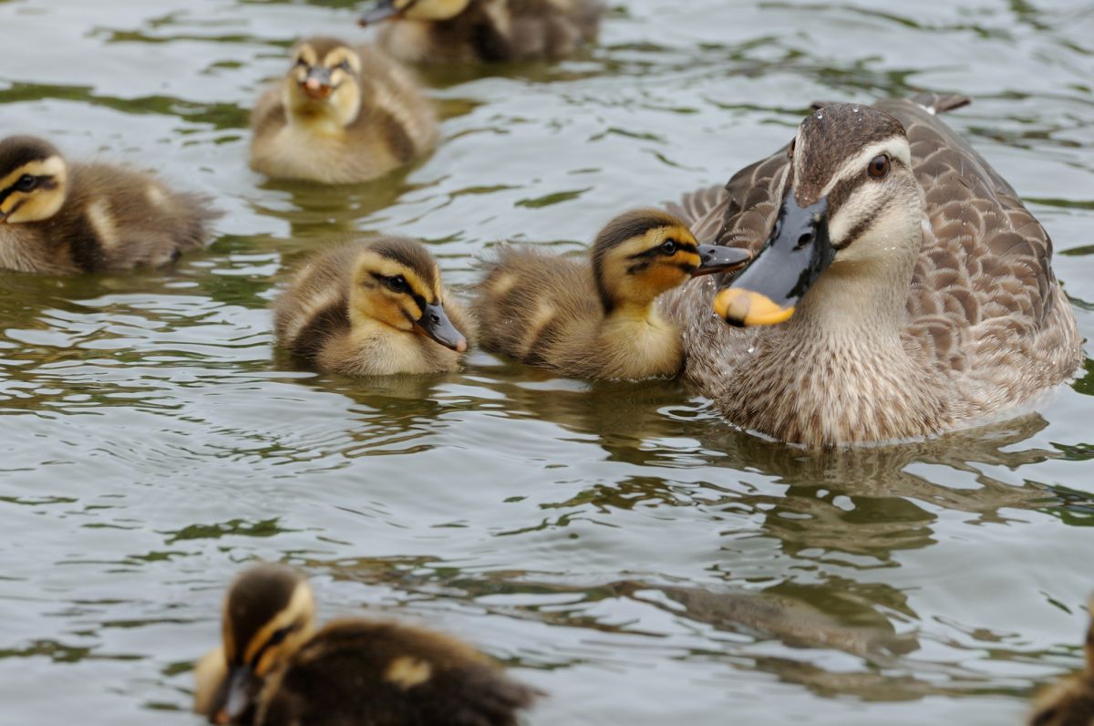 カルガモ親子 動物 鳥類 Ganref