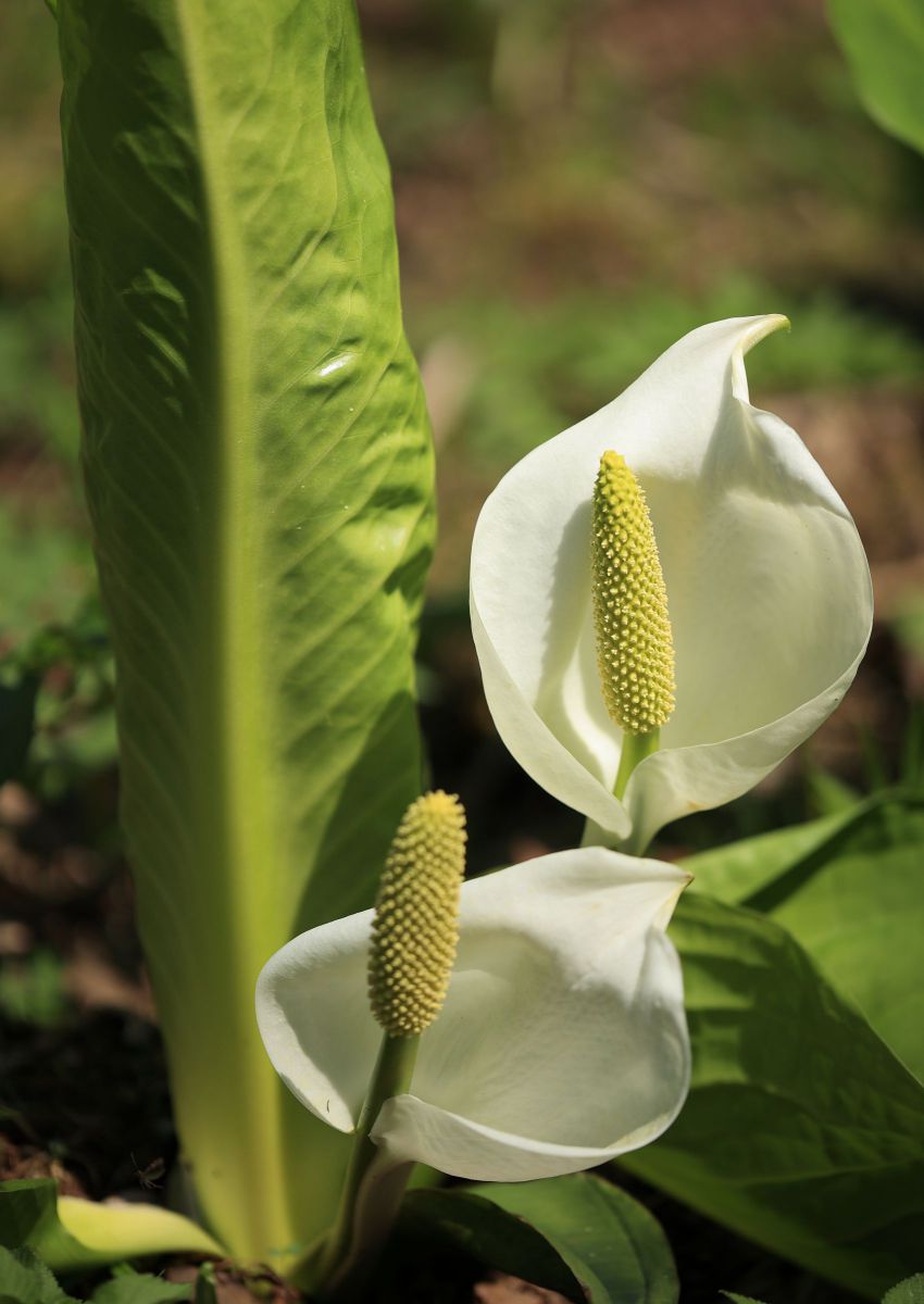水芭蕉３ 植物 花 花びら Ganref