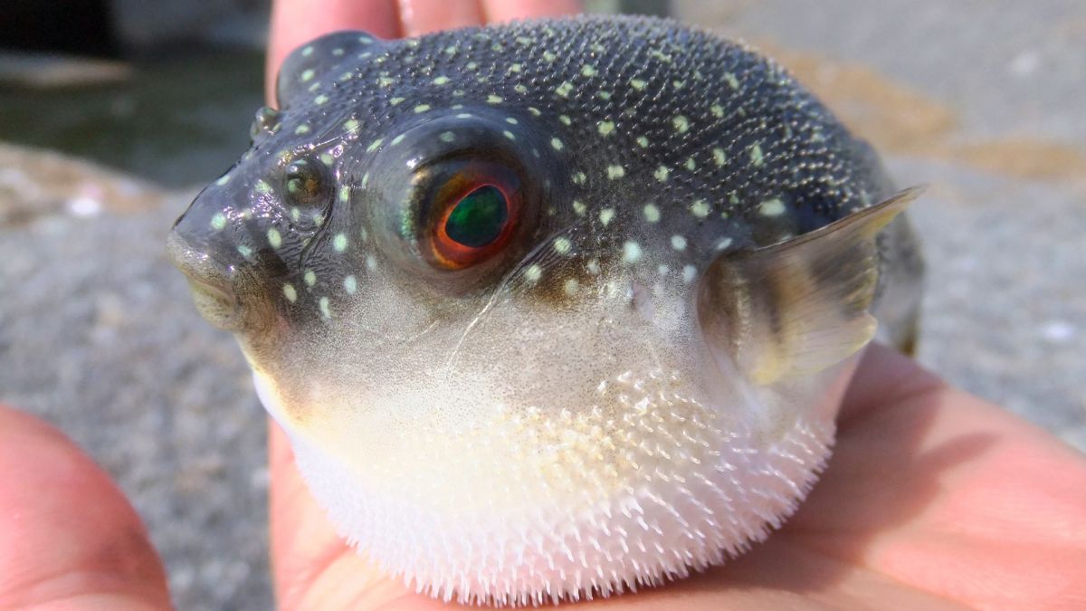 くさふぐ 動物 魚類 Ganref くさふぐ 動物 魚類 Ganref