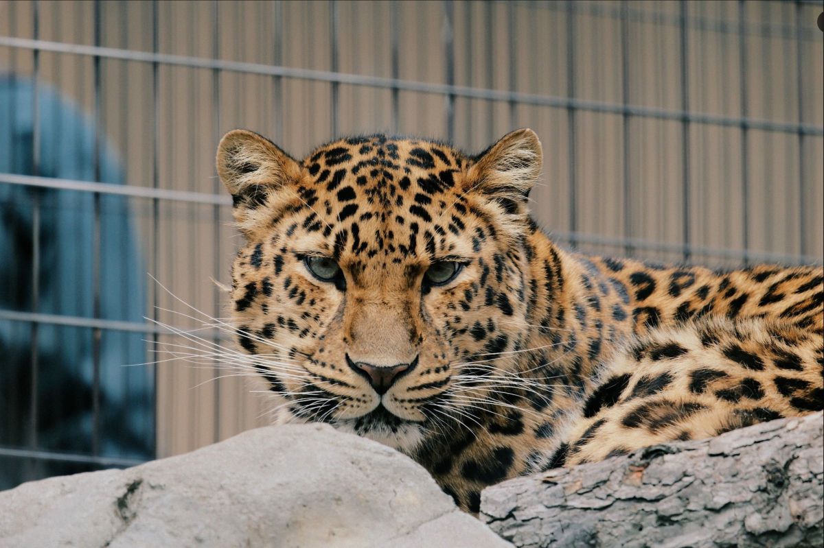 FUJIFILM X-S20で撮影された写真 | 写真検索 | GANREF