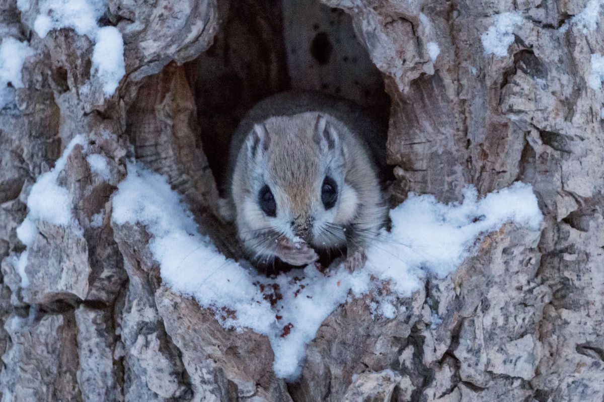 食事中のエゾモモンガ 動物 小動物 Ganref