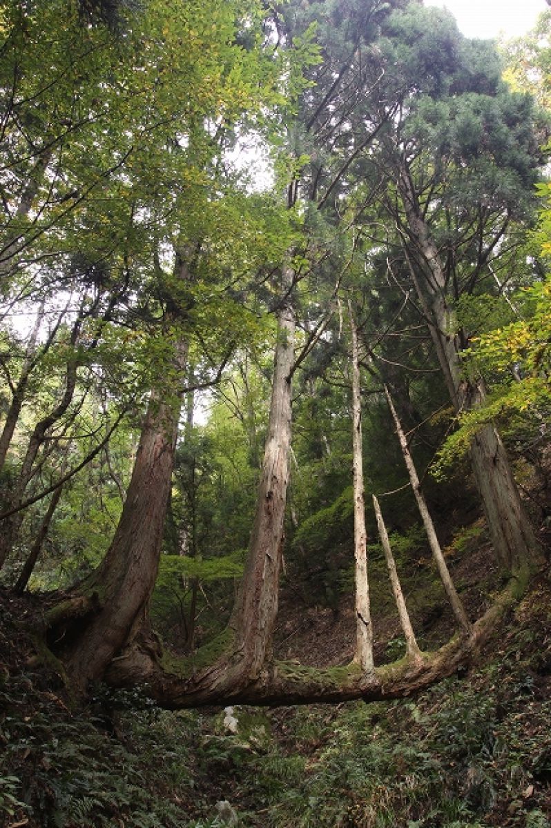 洗川の谷渡り台杉 自然 風景 森林 Ganref