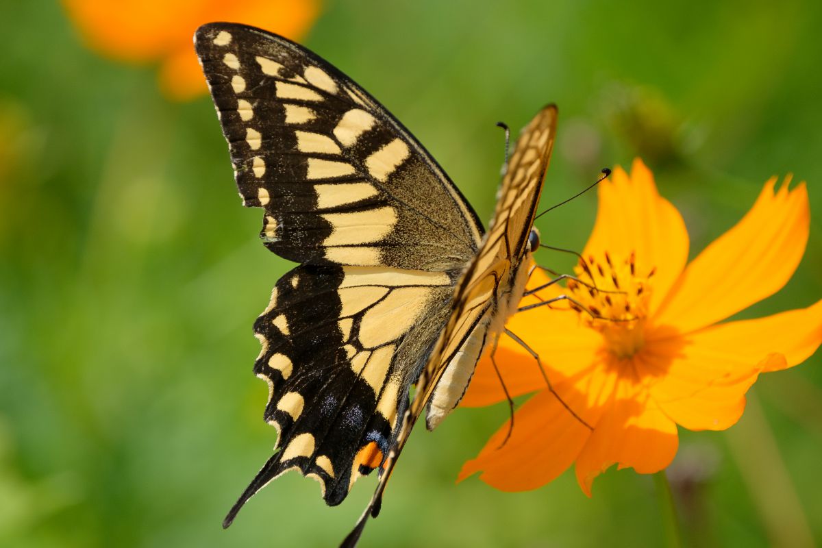 花蝶 動物 虫 昆虫 Ganref