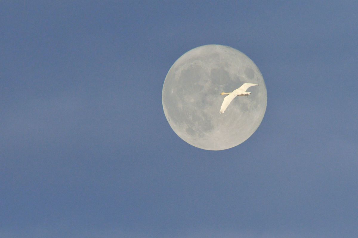 full moon | GANREF